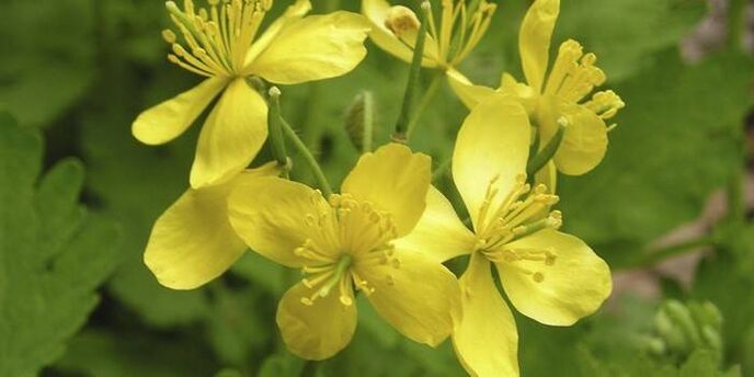 Celandine against nail fungus