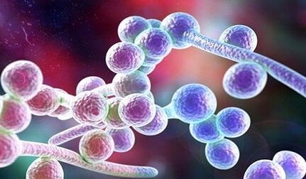 Candida mushroom